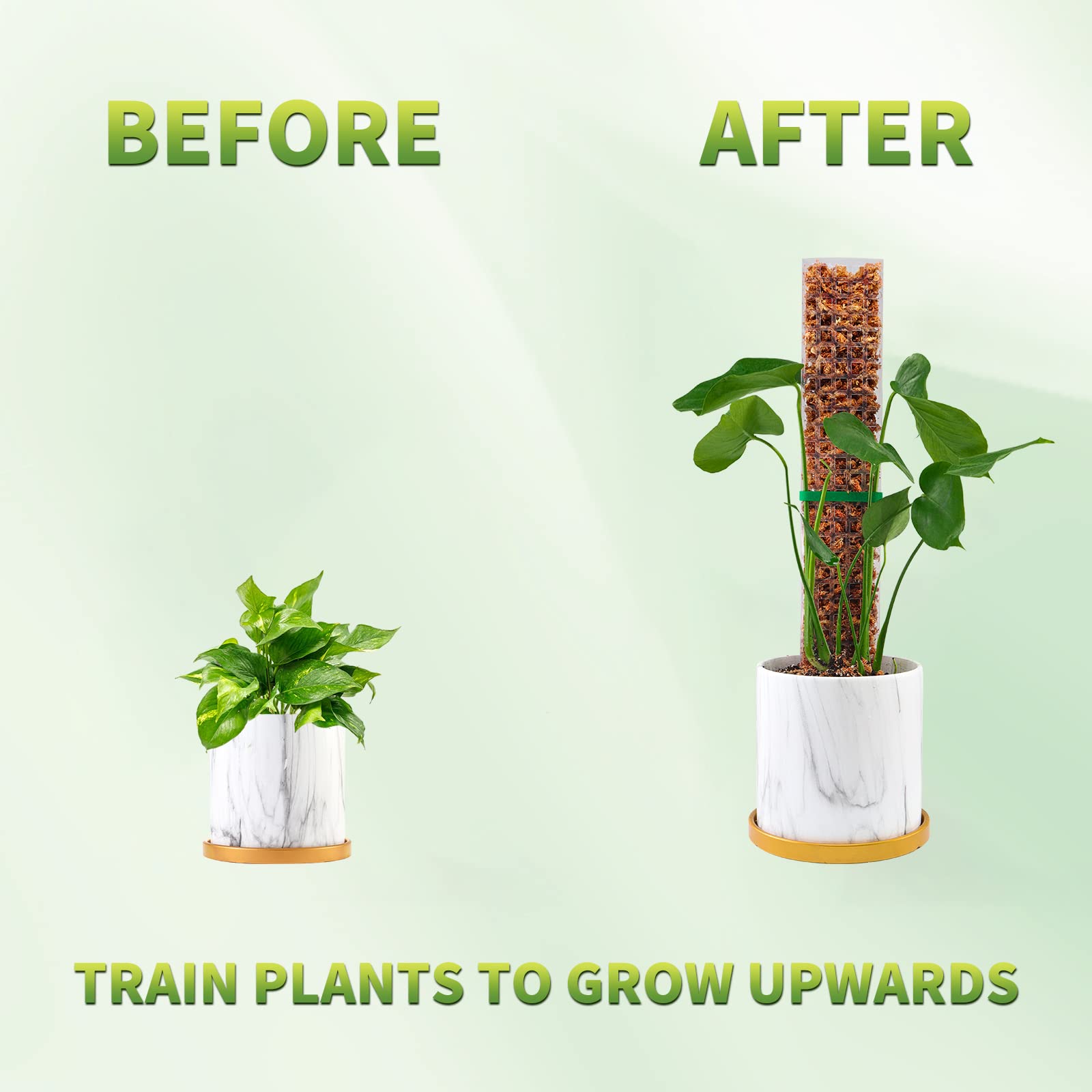 Moss Poles Plants Plant Suppor - Echeveria Succulent 评论和价格