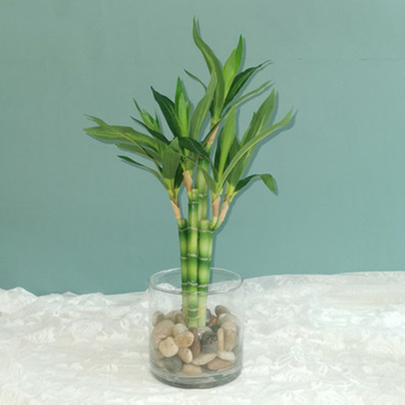 New 40cm Artificial Lucky Bamb - Echeveria Succulent 评论和价格