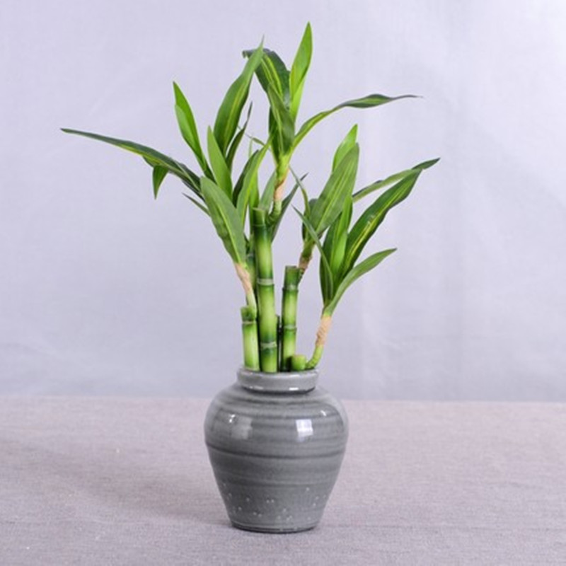 New 40cm Artificial Lucky Bamb - Echeveria Succulent 评论和价格