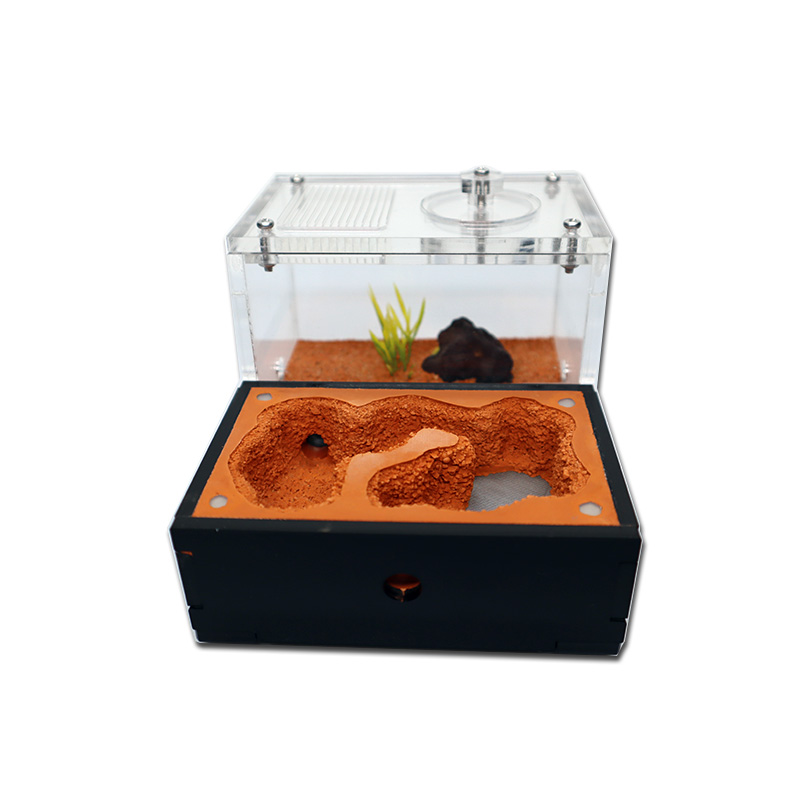 Yellow Soil Ant Farm with Exte - Begonia Rex 评论和价格