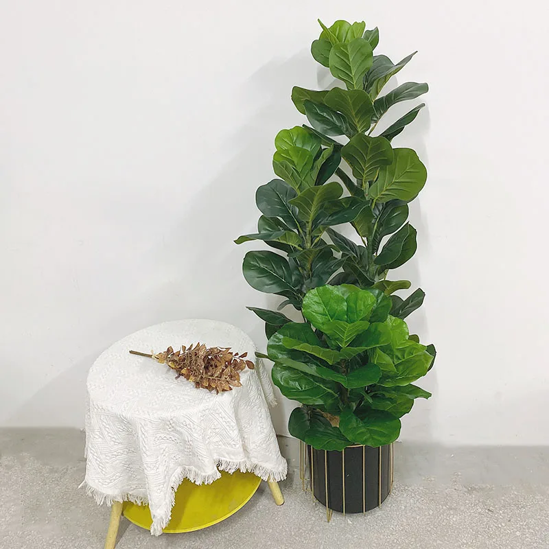 35-150cm Tropical Tree Large F - Ficus Lyrata Tree 评论和价格