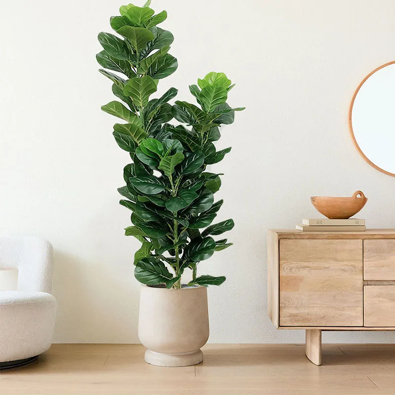 35-150cm Tropical Tree Large F - Ficus Lyrata Tree 评论和价格
