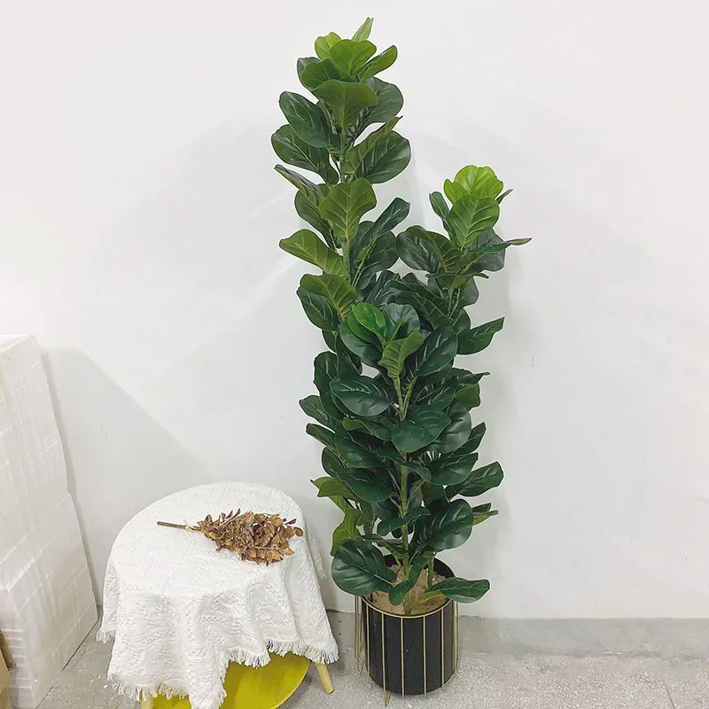 35-150cm Tropical Tree Large F - Ficus Lyrata Tree 评论和价格