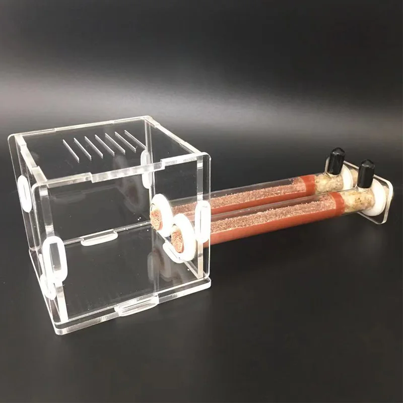 DIY Various Size Ant Farm Bamb - Begonia Rex 评论和价格