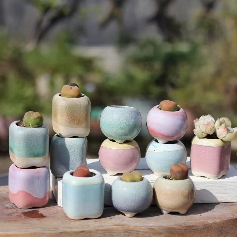 6Pcs Mini Flowerpot Succulents - Echeveria Succulent 评论和价格